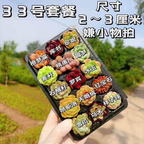 【33号套餐】套餐2-3厘米15颗多肉植物组合多肉带托盘