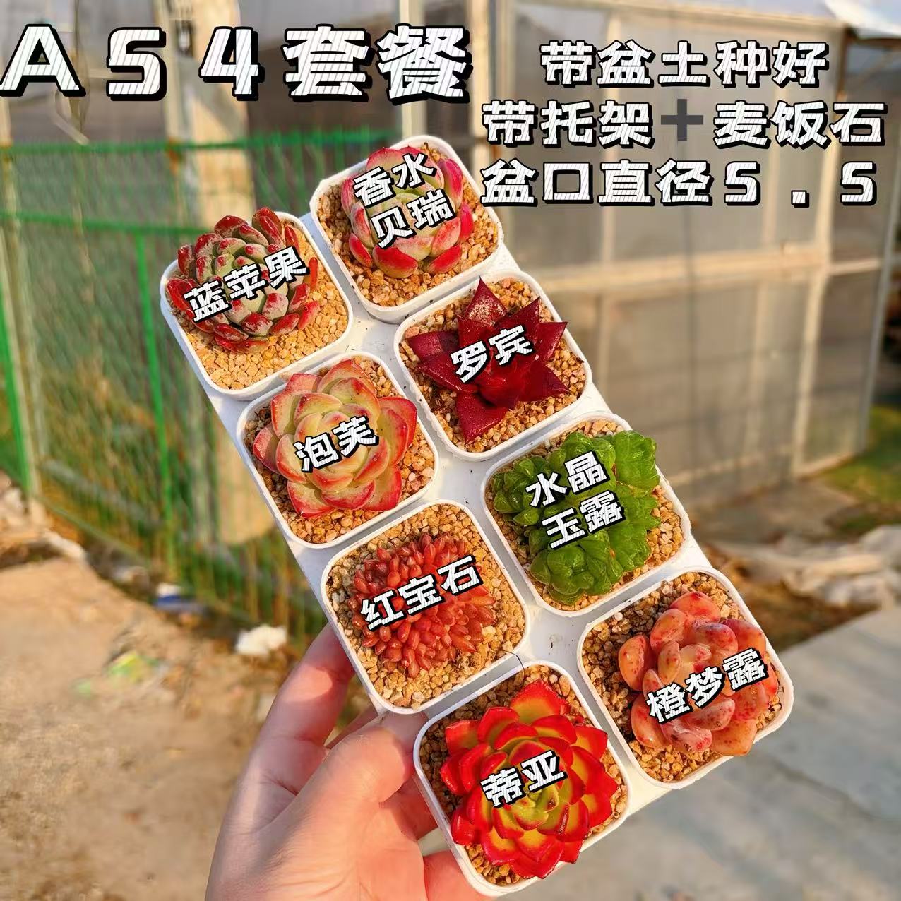 【A54号套餐】8颗多肉套餐多肉植物8颗品种带托架
