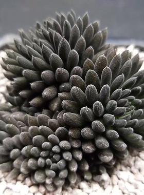 颠石莲多肉植物群生黑色多肉植物