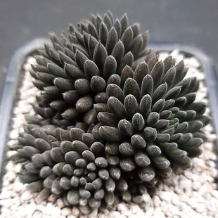 颠石莲多肉植物群生黑色多肉植物