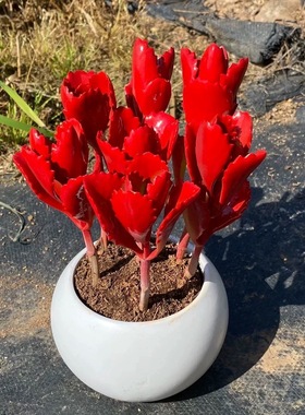 红色朱莲老桩多肉植物室内盆栽净化空气好养花卉