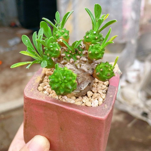 小菠萝多肉植物峨眉山多肉凤梨创意迷你植物四季好养桌面绿植盆栽