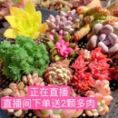 多肉植物小绿植花卉玉露大颗好养精品肉肉带盆老桩 包邮 满18元