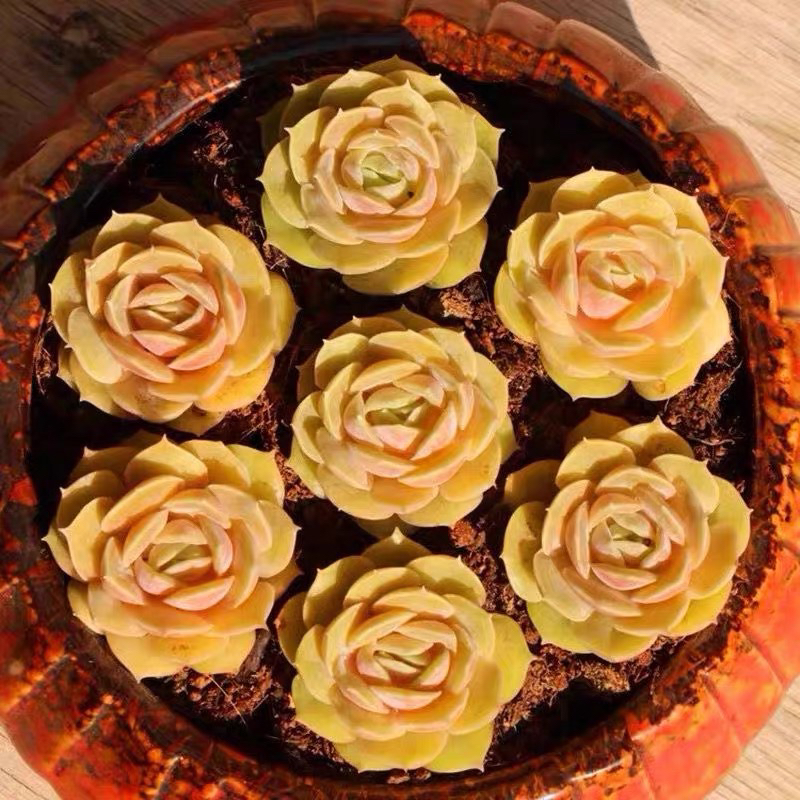 昂斯诺七颗美观多肉植物