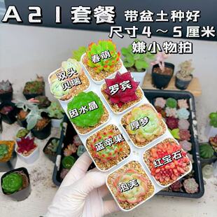 【A21号套餐】8颗多肉套餐多肉植物8颗品种带托架