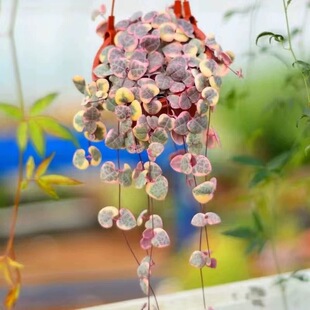 爱之蔓多肉吊兰室内阳台好养活的花卉盆栽绿植