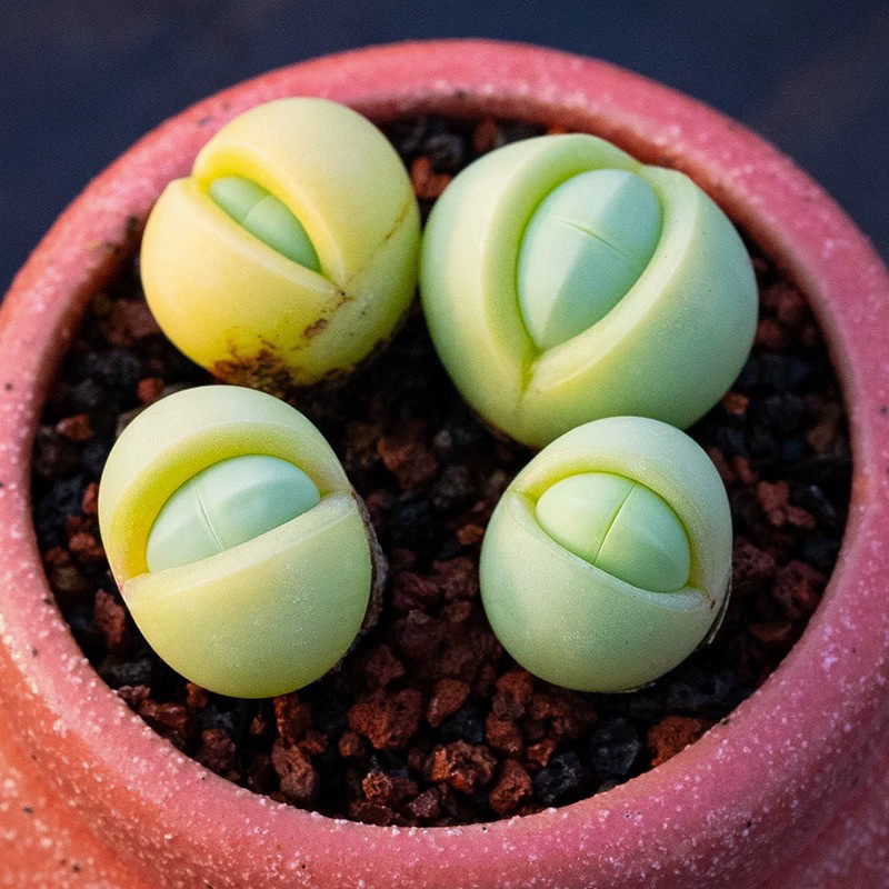 金玲玉多肉植物肉锥绿植盆栽,鲜花速递/花卉仿真/绿植园艺,多肉植物,淘宝优惠券,粉丝福利购,淘宝优惠卷