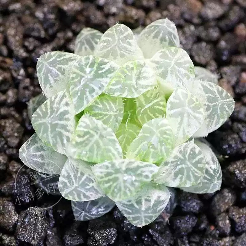 正宗白斑玉露多肉植物室内绿植盆栽原盆带土好养