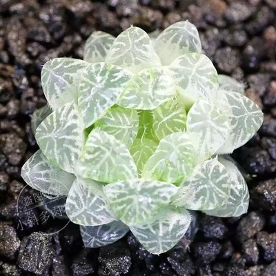 正宗白斑玉露多肉植物室内绿植盆栽原盆带土好养