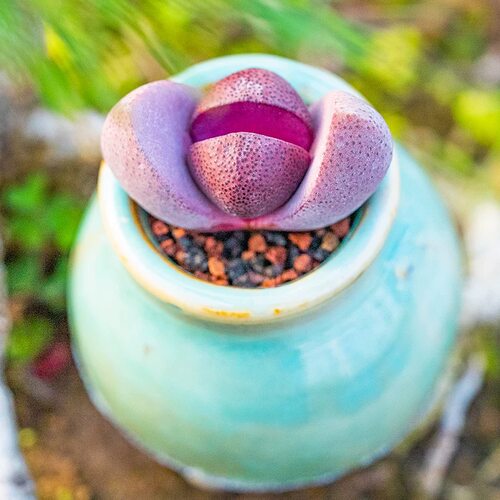 紫色帝玉元宝多肉植物绿植盆栽