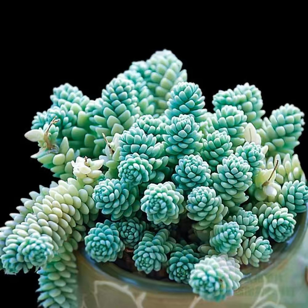 旋叶姬星美人多肉植物彩色多肉吊多肉植物
