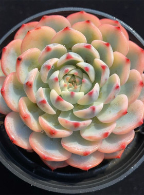 粉姬莲锦多肉植物莲花多肉多肉