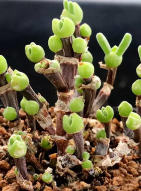枝干兔子多肉植物番杏科小型绿植盆栽好养高端