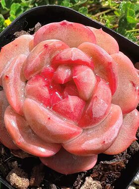 雪芙蓉多肉植物绿植盆栽厚叶莲花座多肉