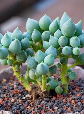 菊科锦上珠多肉植物萌萌肉肉阳台桌面小盆栽花卉绿植