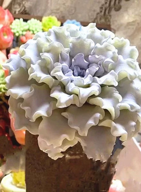 多肉植物白饺子皮芭蕾舞鞋绿植盆栽白色多肉