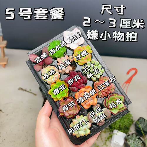 【5号套餐】套餐2-3厘米15颗多肉植物组合多肉带托盘