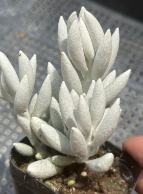 银月多肉植物带毛多肉白雪公主白色多肉绿植盆栽