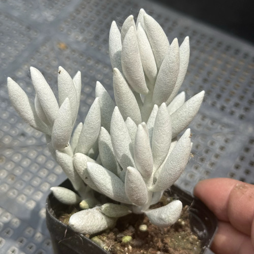 银月多肉植物带毛多肉白雪公主白色多肉绿植盆栽