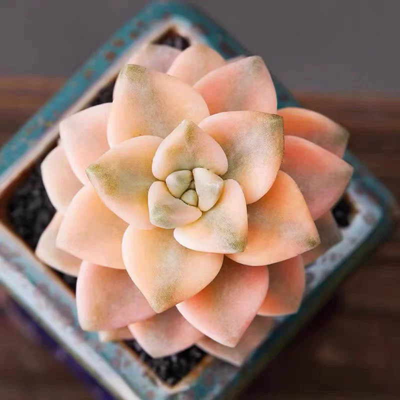 美杏锦多肉植物绿植盆栽