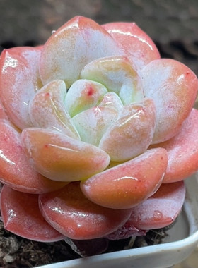 霜花多肉植物绿植盆栽厚叶莲花座多肉