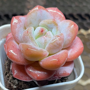 霜花多肉植物绿植盆栽厚叶莲花座多肉