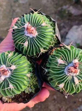 多棱玉千波万波仙人球实生会开花新手好养防辐射多肉植物