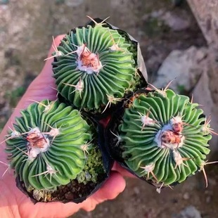 多棱玉千波万波仙人球实生会开花新手好养防辐射多肉植物