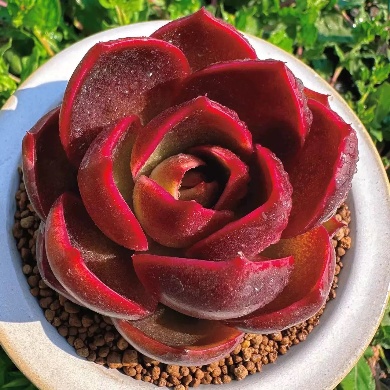 红灯莲多肉植物红色稀有多肉阳台多肉绿植盆栽