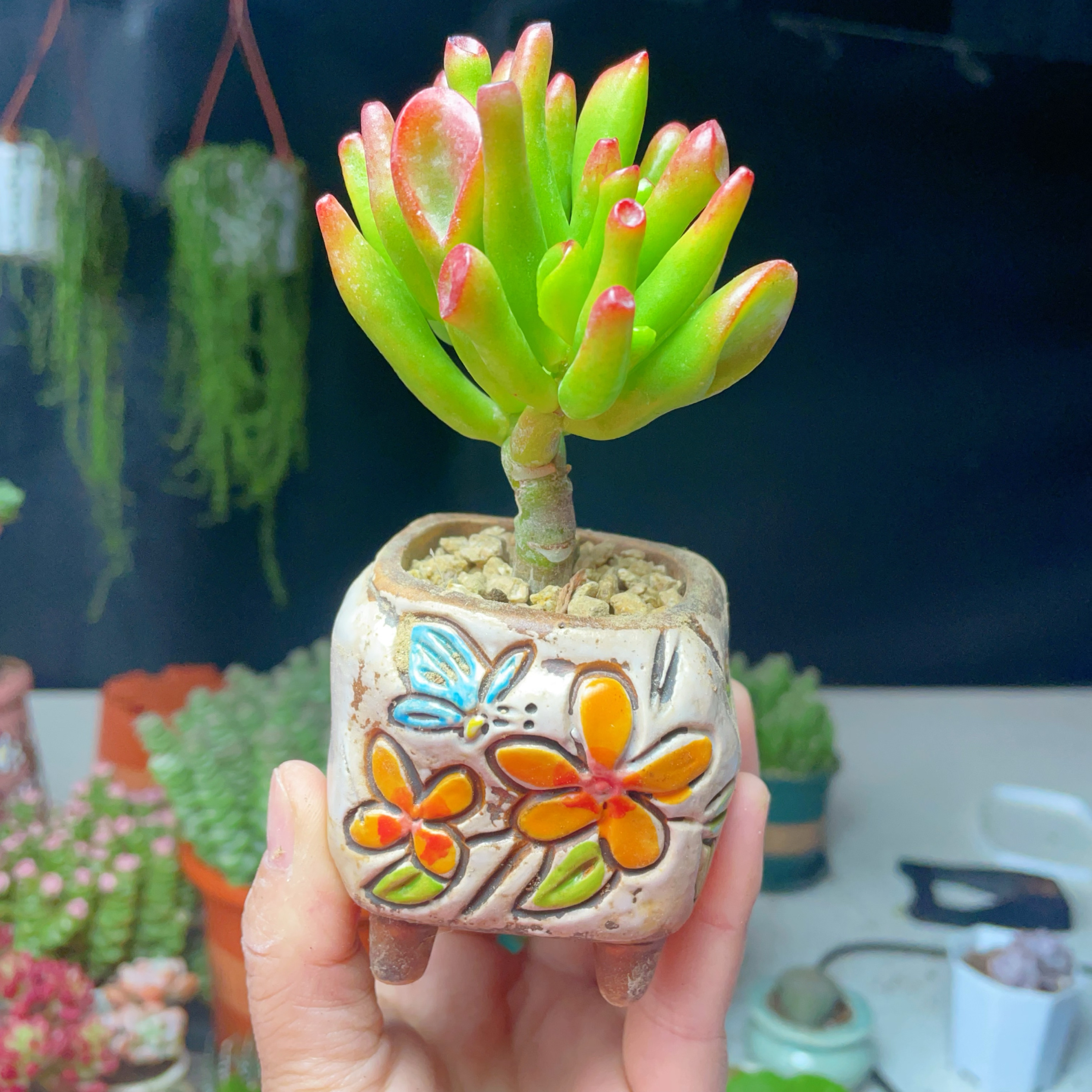 吸财树小老桩容易多肉植物