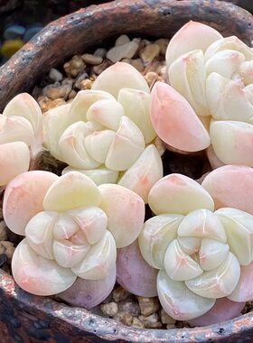 冰玉小苗多肉植物可爱厚叶花卉室内阳台小盆栽好养精品