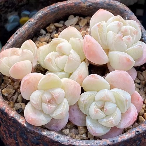 冰玉小苗多肉植物可爱厚叶花卉室内阳台小盆栽好养精品