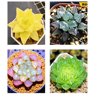 雨露系列。点击购买选择品种！