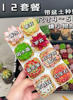 【A12号套餐】8颗多肉套餐多肉植物8颗品种带托架