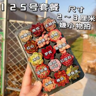 3厘米15颗多肉植物组合多肉带托盘 套餐2 125号套餐