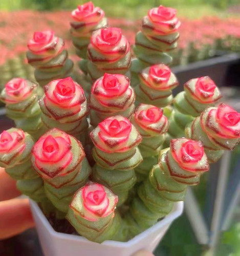 钱串锦带溏心多肉植物