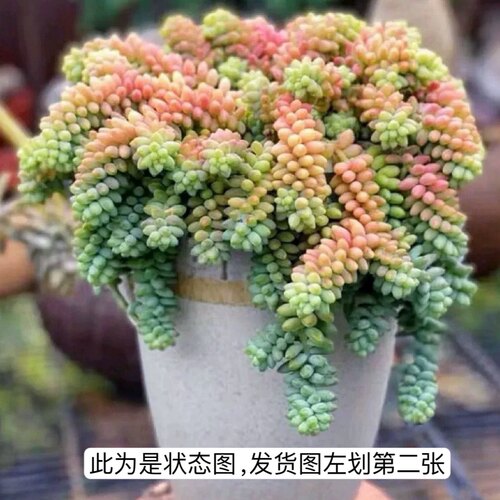 大盆玉坠老桩多肉植物彩虹玉坠吊兰