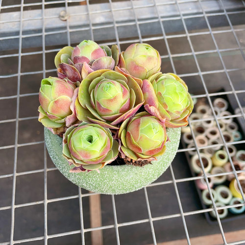 【一单包邮】鸡蛋玫瑰【七颗一份】多肉植物山地玫瑰