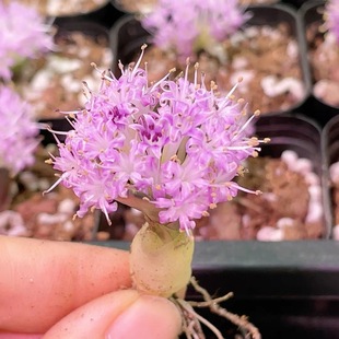 立金花种球红花剑叶多肉植物开花植物