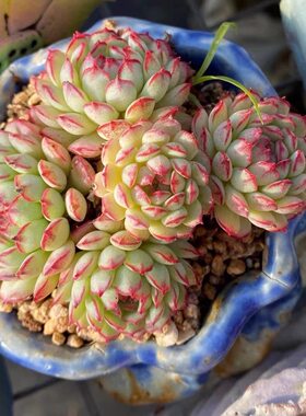 小红船群生多肉植物绿植盆栽厚叶莲花座多肉