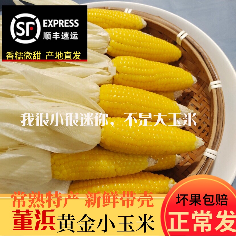 顺丰包邮常熟董浜特产黄金小玉米新鲜现摘网红农家带壳生玉米香糯