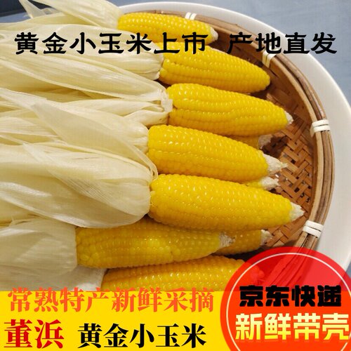 发京东常熟董浜特产黄金小玉米新鲜现摘网红农家带壳生玉米香糯