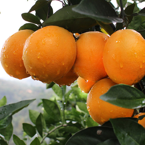 江西赣南脐橙子新鲜水果整箱当季果冻橙冰糖甜橙5斤赣州