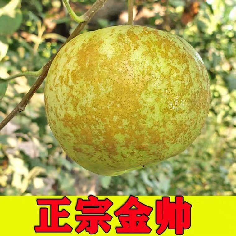 当季现摘大沙河金帅苹果酸甜脆黄苹果