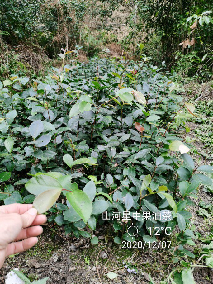 闽三明高产油茶树苗种子山茶油苗小果矮化花卉林木茶子果苗茶籽苗