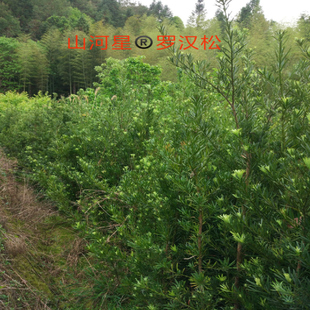 四季万年青征地占地农场养鸡鸭土建石头荒山造林矿区绿化低价树苗