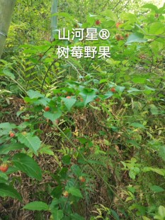 闽生态野果树莓树苗刺萢苗三月萢南方红果植物覆盆子盆栽庭院绿植