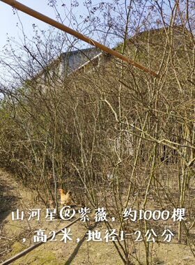 红火箭南北方庭院紫薇树苗