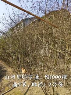 紫薇树苗红火箭紫薇花百日红紫薇苗南北方庭院绿化苗紫藤玉兰树苗