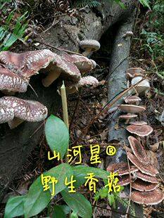 野香菇菌椴木盆景菌包四季种植栽培原种树上木头家庭食用菌冬花菇